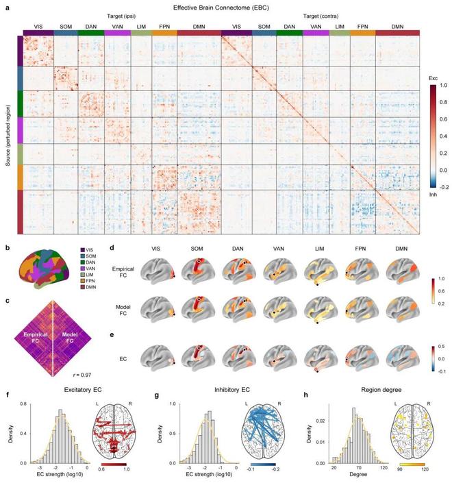 自然·方法：扰动AI孪生脑刻画脑网络因果(图4)