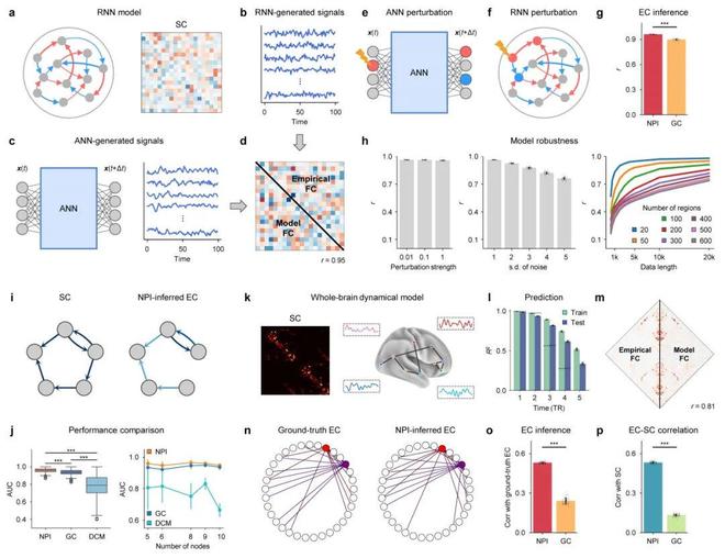 自然·方法：扰动AI孪生脑刻画脑网络因果(图3)