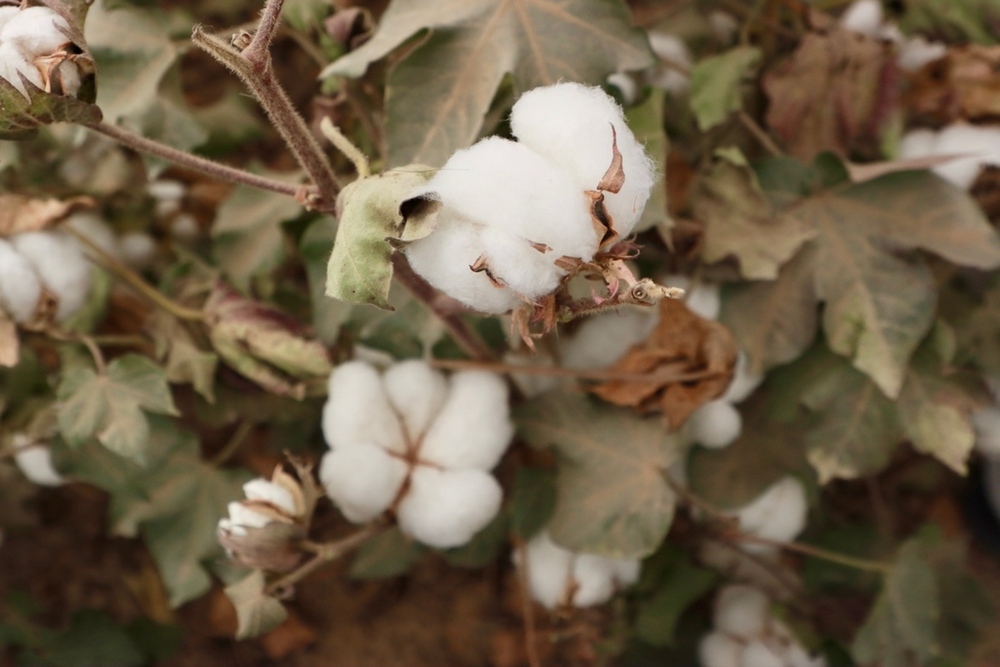 中国梦·大国工匠篇｜练文明：“种”出来的劳模工匠(图1)