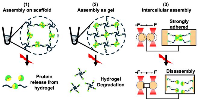 香港科技大学孙飞教授Angew：光耦合红移基于维生素B₁₂的光受体蛋白及其在活体材料中的应用(图3)
