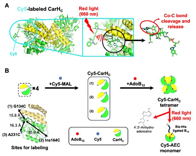 香港科技大学孙飞教授Angew：光耦合红移基于维生素B₁₂的光受体蛋白及其在活体材料中的应用(图2)
