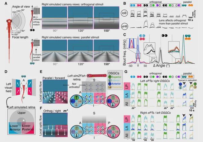 SciRob最新封面！EPFL造出复现斑马鱼视动反应的仿生机器鱼(图4)