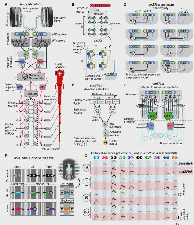 SciRob最新封面！EPFL造出复现斑马鱼视动反应的仿生机器鱼(图3)