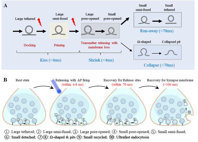 解决了半个世纪的关键争议！中国科大破解神经传信“微观密码”(图2)