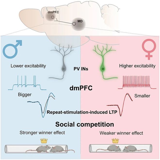 雄性“越胜越勇”雌性“波澜不惊”胡海岚团队解析“胜者效应”的性别差异(图2)