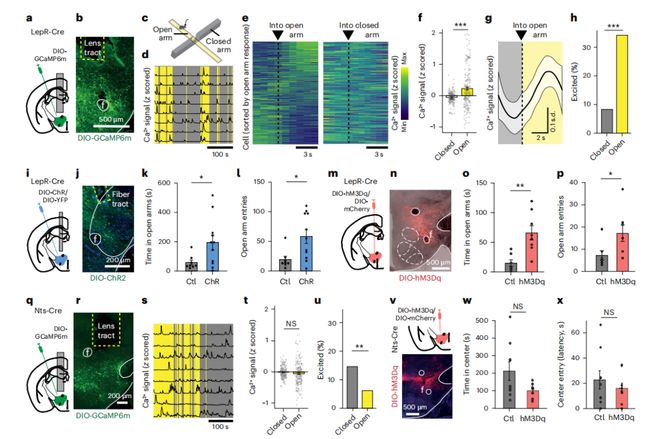 NatNeurosci：饿着不敢吃？科学家揭示外侧下丘脑瘦素受体神经元对抗焦虑的神经机制(图2)