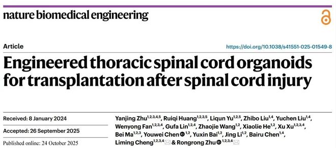 NBE朱融融程黎明团队构建工程化胸段脊髓类器官enTsOrg高效整合至宿主损伤区修复运动感觉功能(图1)