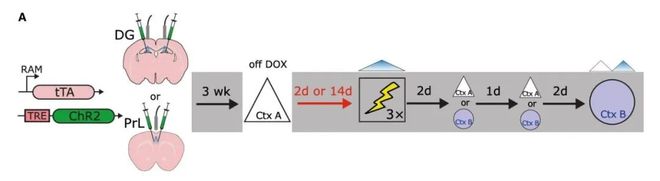 神经环路应用（19）丨活性依赖的RAM-TetOff-ChR2光遗传学标记系统(图1)