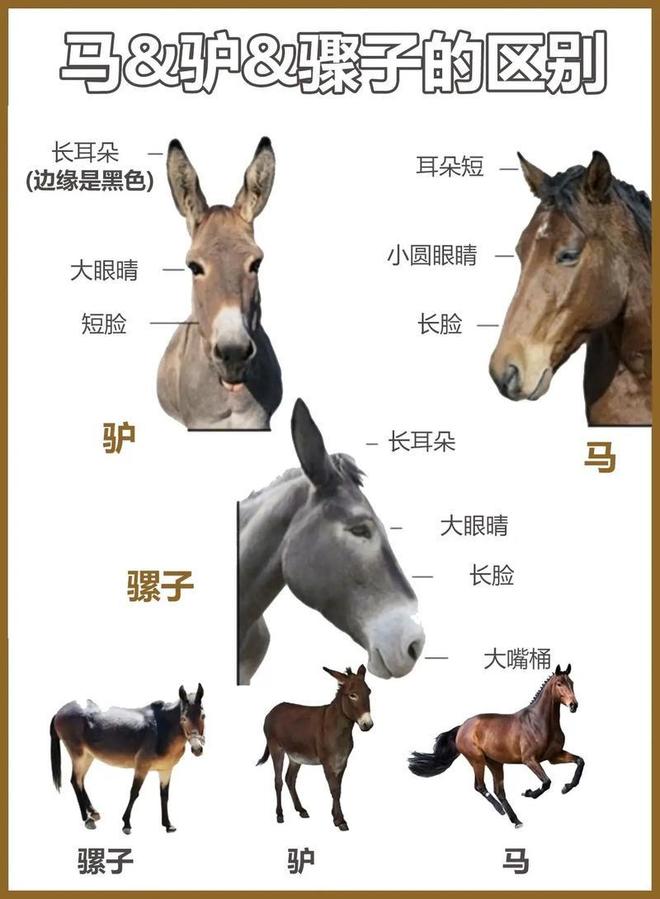 骡子为何都无法生育驴和马爱得深刻到底坏在哪了(图1)