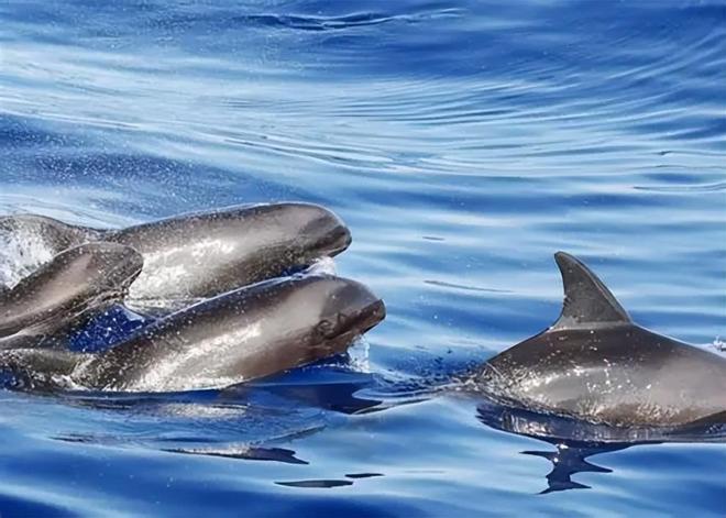 骡子为何都无法生育驴和马爱得深刻到底坏在哪了(图5)