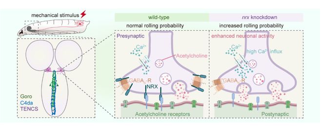 SciAdv丨谢维顾鹏宇课题组合作揭示nrx调控机械性伤害感受敏化的分子环路机制(图2)