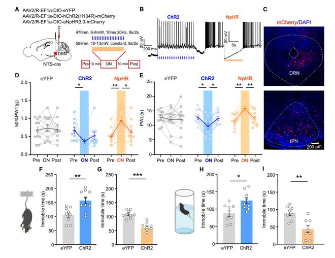 CellRep丨为啥疼久了会emo？徐州医科大学葛婷曹君利张红星团队揭示慢性疼痛与共病抑郁的关键神经环路(图8)