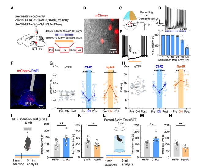 CellRep丨为啥疼久了会emo？徐州医科大学葛婷曹君利张红星团队揭示慢性疼痛与共病抑郁的关键神经环路(图4)
