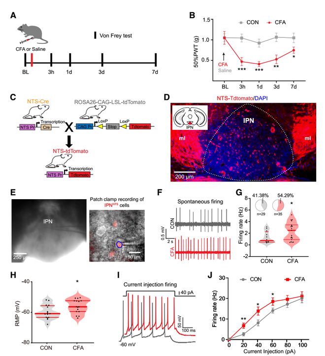 CellRep丨为啥疼久了会emo？徐州医科大学葛婷曹君利张红星团队揭示慢性疼痛与共病抑郁的关键神经环路(图3)