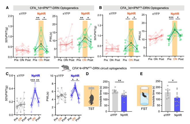 CellRep丨为啥疼久了会emo？徐州医科大学葛婷曹君利张红星团队揭示慢性疼痛与共病抑郁的关键神经环路(图9)