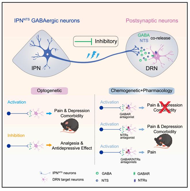 CellRep丨为啥疼久了会emo？徐州医科大学葛婷曹君利张红星团队揭示慢性疼痛与共病抑郁的关键神经环路(图12)