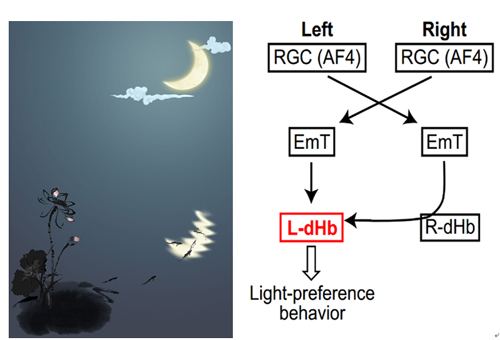 细胞遗传学和分子遗传学：核型分析、荧光原位杂交和微阵列杂交技术介绍和比较(图1)