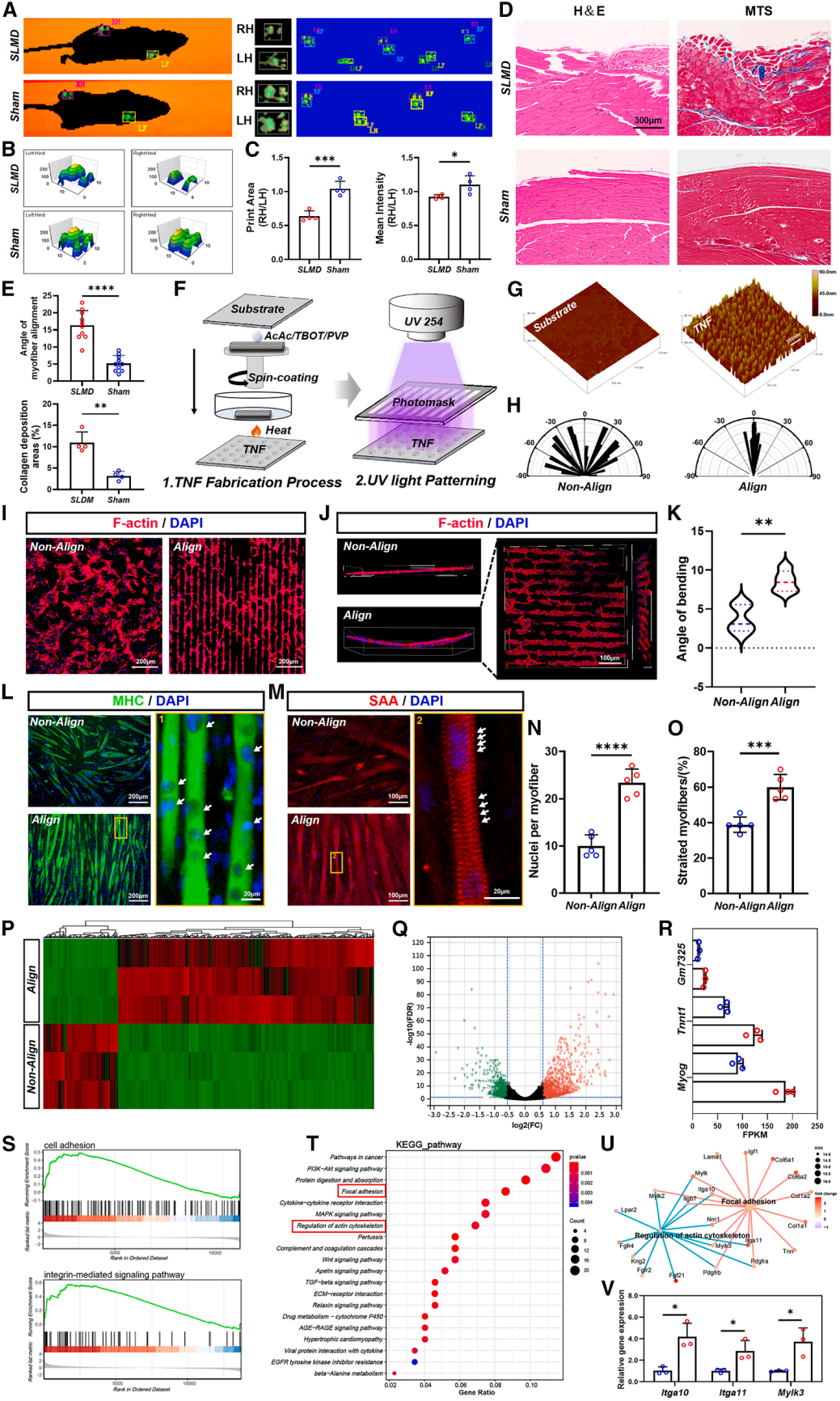 CellBiomater神经血管化的工程肌肉(图2)