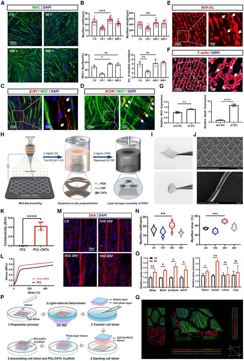 CellBiomater神经血管化的工程肌肉(图4)