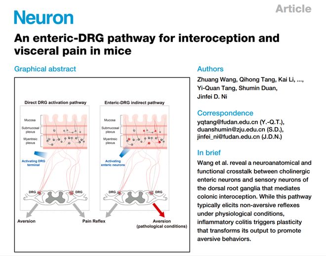 Neuron｜肠道神经如何向大脑喊疼？倪金飞段树民唐逸泉团队揭示小鼠内感受和内脏痛的肠-背根神经节通路(图2)