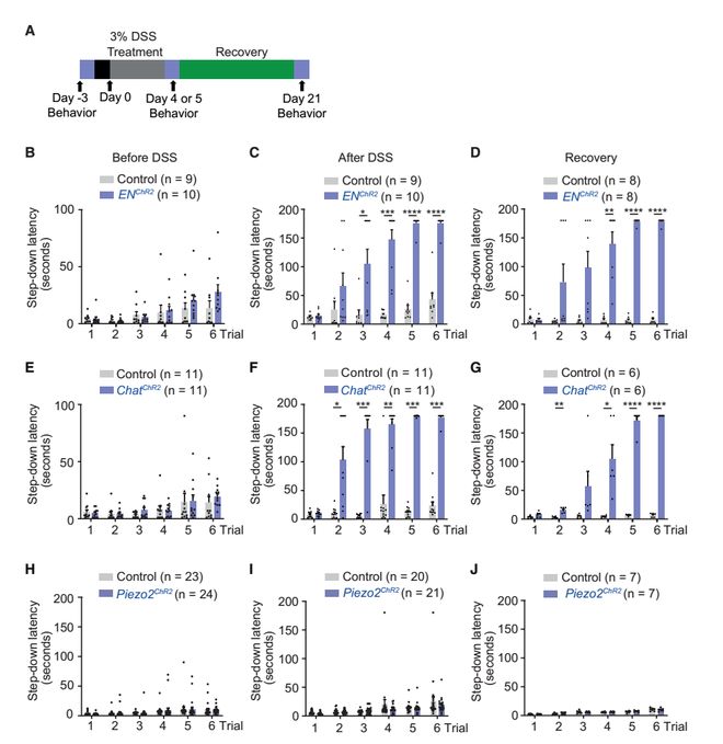 Neuron｜肠道神经如何向大脑喊疼？倪金飞段树民唐逸泉团队揭示小鼠内感受和内脏痛的肠-背根神经节通路(图6)